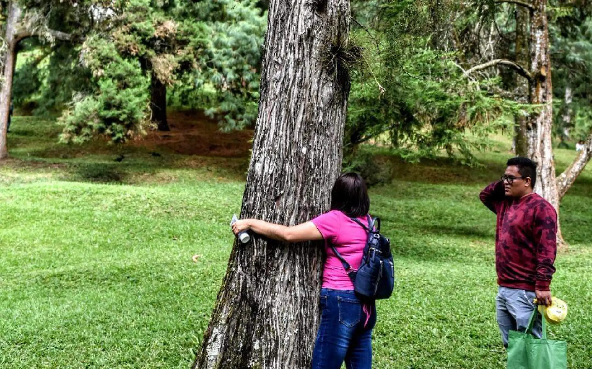 Naturaleza | Árboles